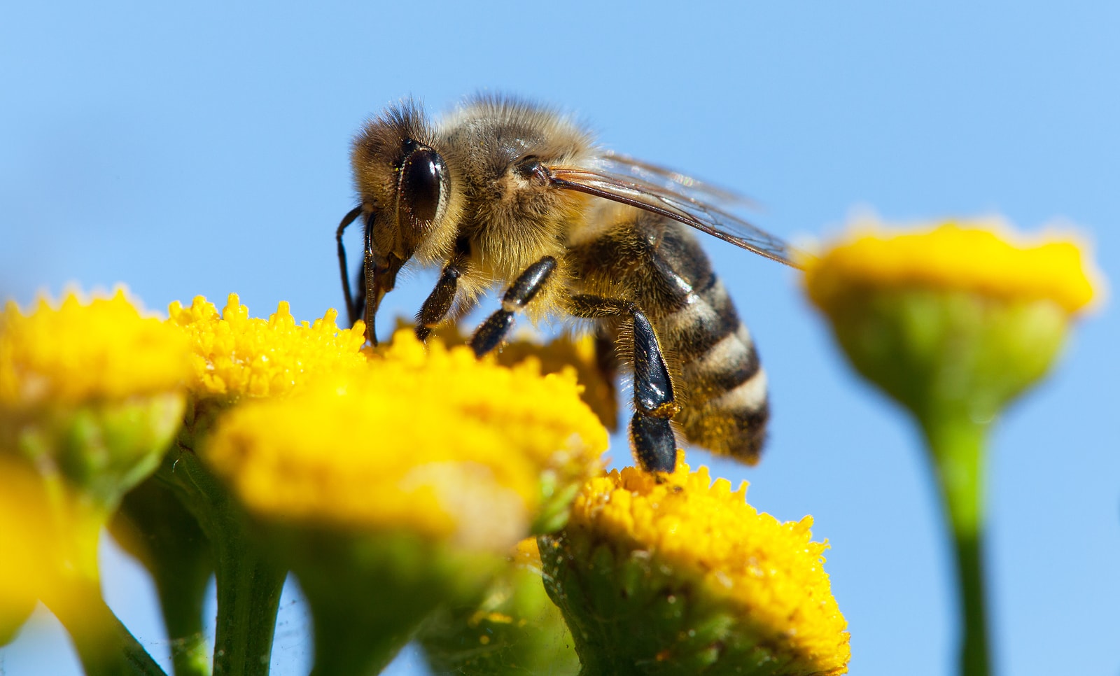 Bees & Wasps Control