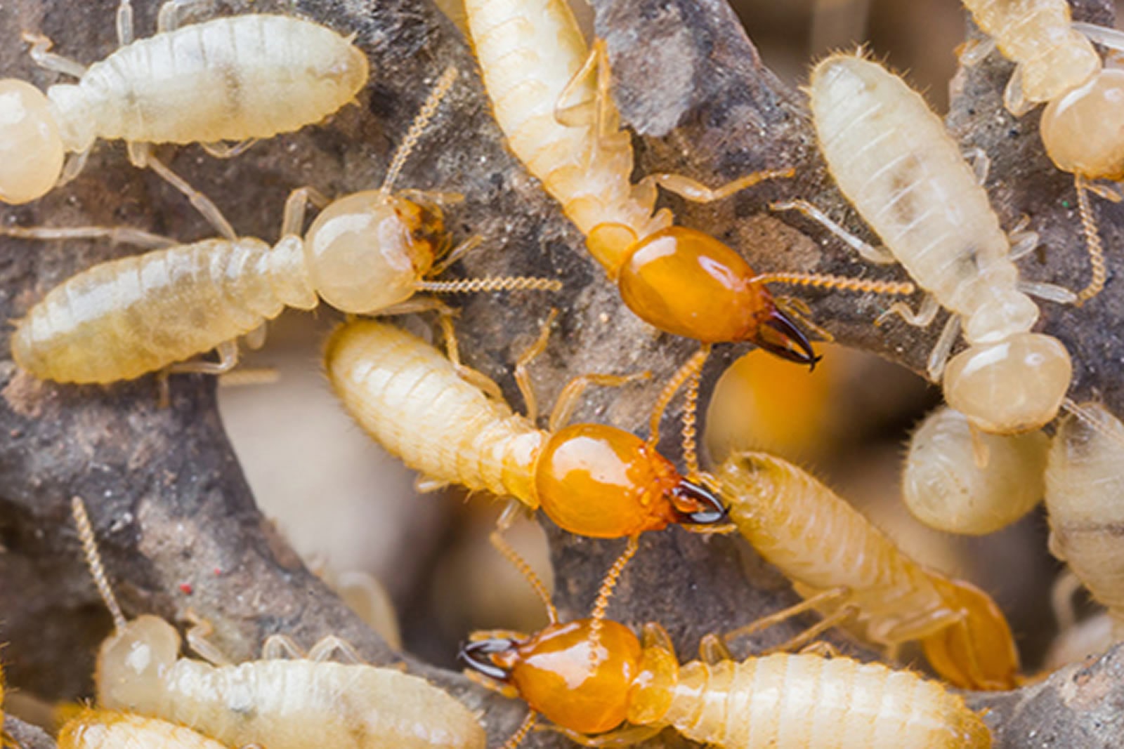 Termites Control