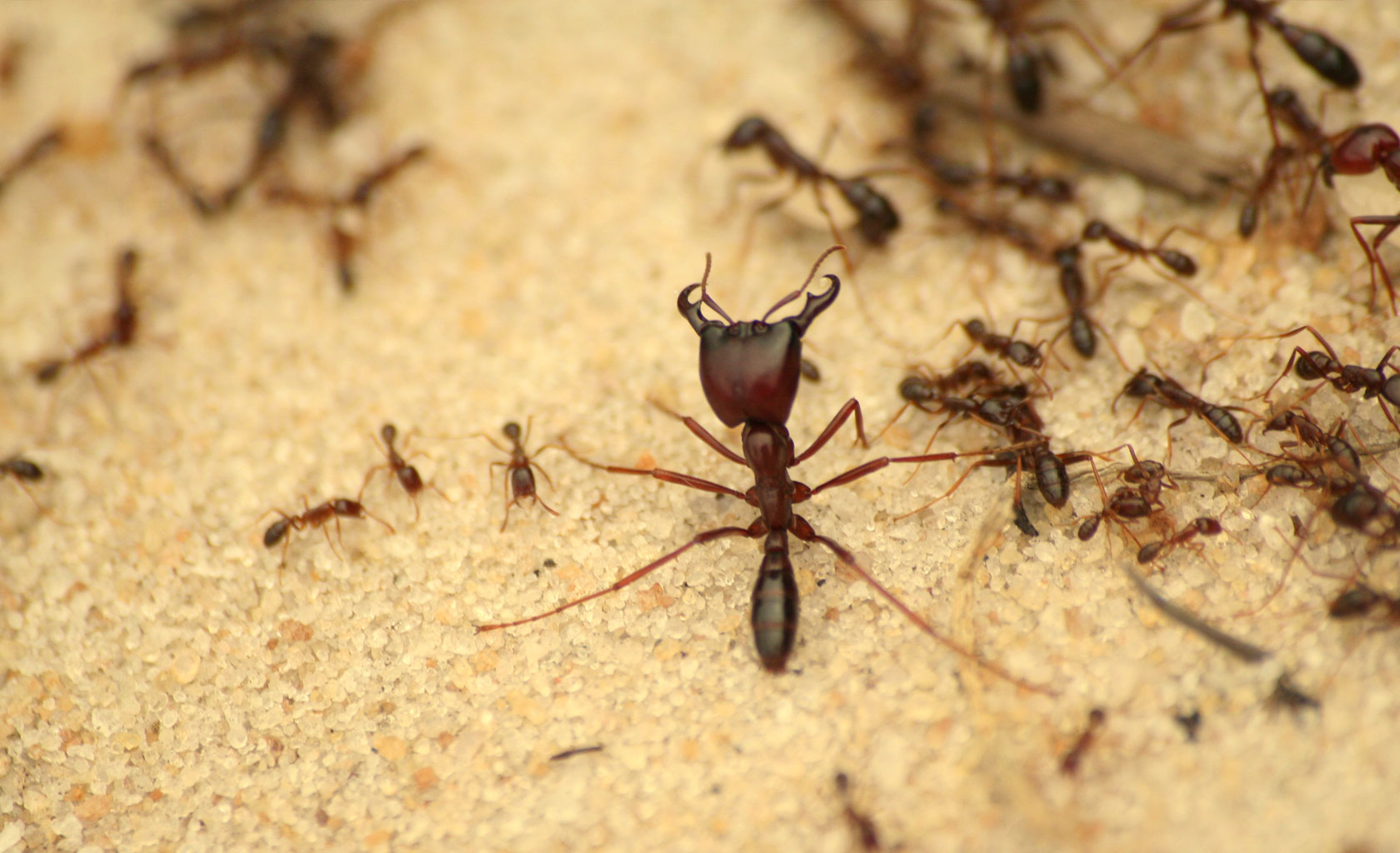 Get Rid of Ants